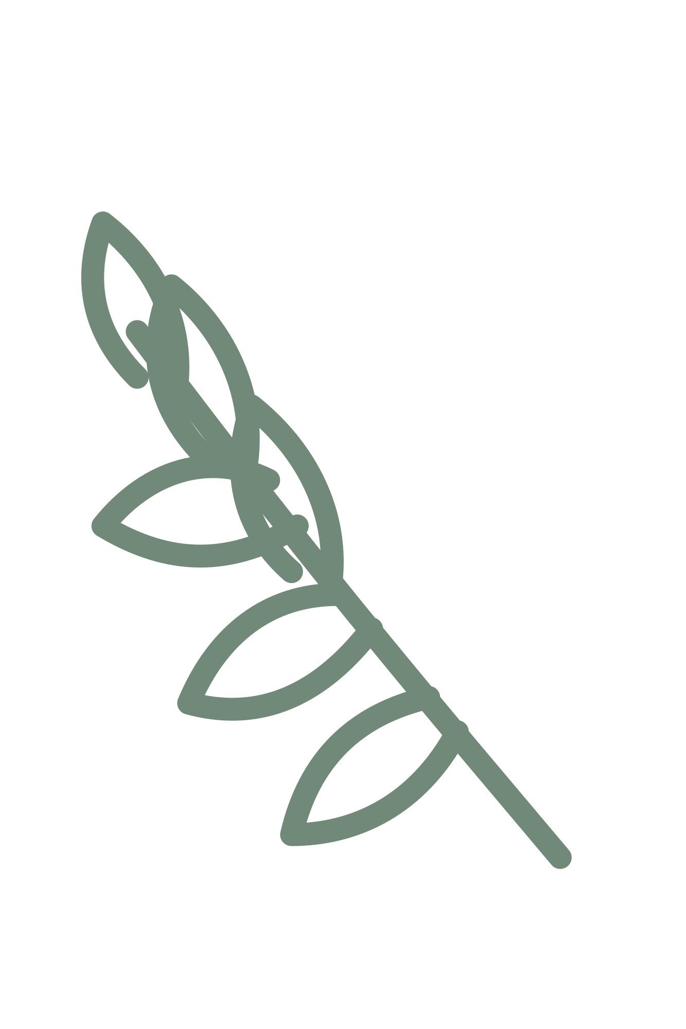 Crown Twig